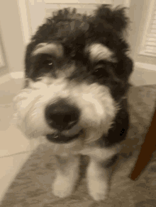 Derpy Dog GIF - Derpy Dog Tubby GIFs