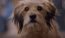 Tail Wagging Dog GIF - Tail Wagging Dog Puppy GIFs