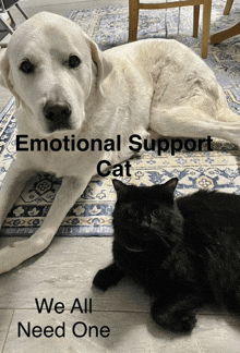 a dog and a cat laying on a rug with the words emotional support cat we all need one on the bottom