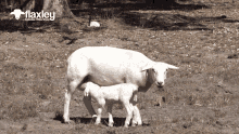 Sheep Lamb GIF - Sheep Lamb Flaxley GIFs
