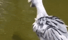 Shoebill Angry GIF - Shoebill Angry Swan GIFs