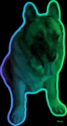 molly belgianmelanois dog largedog