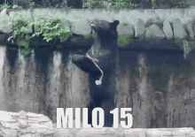 Milo Milo15 GIF