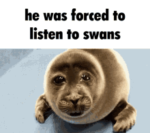 Crying Seal Swans GIF