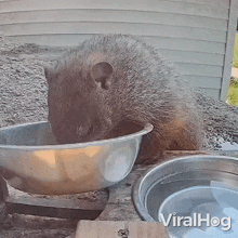 Eating Groundhog GIF - Eating Groundhog Viralhog GIFs