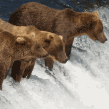 Unexpected Visitor Grizzly Bear GIF - Unexpected Visitor Grizzly Bear Robert E Fuller GIFs