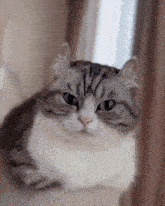 a gray and white cat is laying on a couch and looking at the camera