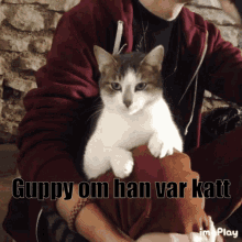 guppy katt