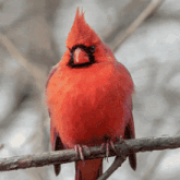 a red cardinal sitting on a tree branch