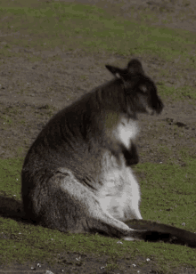 Kangaroo GIF - Kangaroo Adorable Dance GIFs