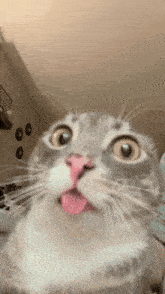 a close up of a cat 's face with its tongue out