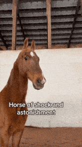 a brown horse standing in a barn with the words horse of shock and astonishment below it