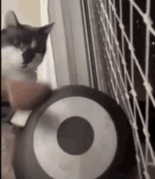 GIF