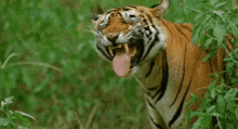 Hey Tiger GIF - Hey Tiger Yawn GIFs