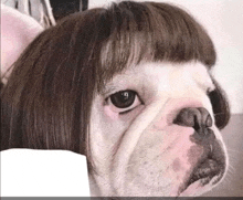 a close up of a dog wearing a wig and looking at the camera .