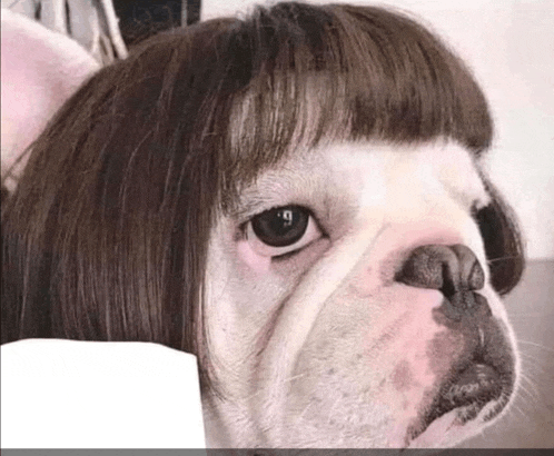 a close up of a dog wearing a wig and looking at the camera .