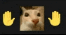 a close up of a cat 's face with two hands behind it .