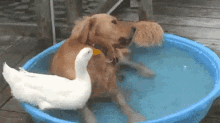 Dog Duck GIF - Dog Duck Kiddie Pool GIFs