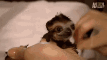 Awww Baby Sloth GIF