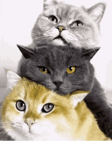 Funny Cat GIF - Funny Cat Animals GIFs