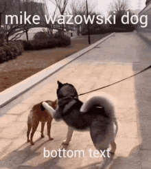 Mike Wazowski GIF - Mike Wazowski Dog GIFs