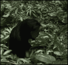 Monkey Horror GIF - Monkey Horror Jungle GIFs