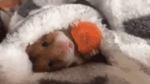 Food Hamster GIF - Food Hamster Carrots GIFs