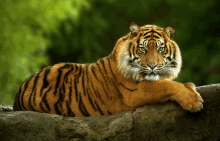 Tigre GIF - Tigre GIFs