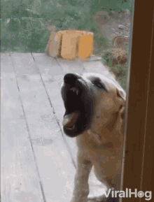 Biting Mouth Open GIF