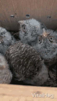 baby owl viralhog cute stare crowded