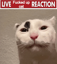Cat Meme GIF - Cat Meme Fucked Up GIFs