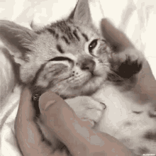 Adorbs GIF - Kitty Kitten Cat GIFs