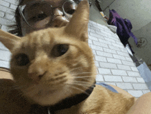 a woman wearing glasses holds an orange cat in front of a white brick wall