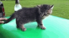 Kitten Frozen GIF - Kitten Frozen Forgot How To Cat GIFs