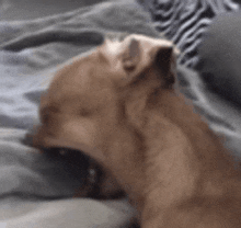 a dog is yawning while laying on a bed .