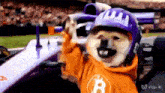 a dog wearing a purple helmet and an orange hoodie with a b on it