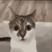 Cat Stare Guilty GIF