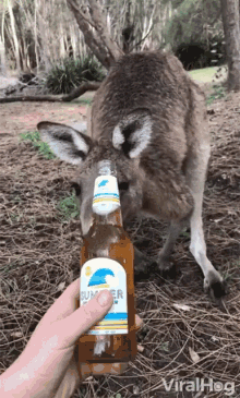 Kangaroo Jumping Kangaroo GIF - Kangaroo Jumping Kangaroo Alcohol GIFs