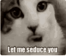 Seduce Cat GIF - Seduce Cat Let Me Seduce You GIFs