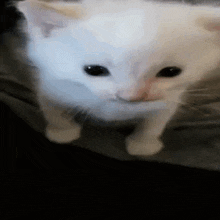 Cat Cats GIF - Cat Cats Explosion GIFs