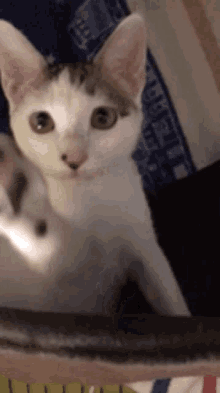Wusuntory Reiner GIF - Wusuntory Reiner Cat GIFs