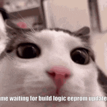 a close up of a cat 's face with the words `` me waiting for build logic eeprom update '' .