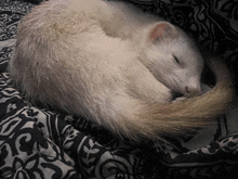 Ferret Sleep GIF