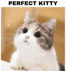 Perfectkitty Kitty GIF - Perfectkitty Kitty Perfectkitten GIFs