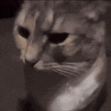 a close up of a cat 's face with a black background