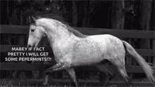 Funny Animals Horse GIF - Funny Animals Horse If I Act Pretty GIFs