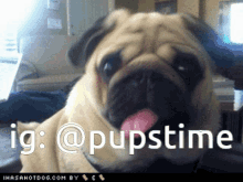 a pug sticking its tongue out with the words ig : @pupstime behind it