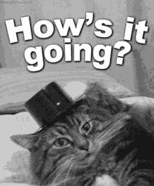 Hows It Going GIF - Hows It Going Cat Hat GIFs