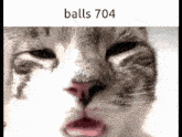 a close up of a cat 's face with balls 704 written on the bottom