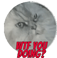 Angry Cat Tytoalbatraoz Sticker - Angry Cat Tytoalbatraoz Stickers
